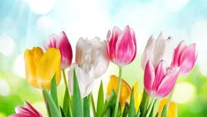 Bright Spring Sunshine In A Blossoming Garden Wallpaper