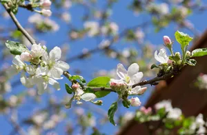 Bright Spring Sunshine Scenery Wallpaper