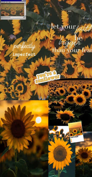 Bright Summer Sunflower Highlights The Beauty Of The Iphone Wallpaper