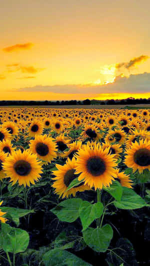 Bright Sunflower Yellow Brightening The Day Wallpaper