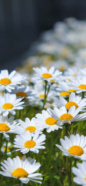 Bright Sunshine And The Beauty Of A Daisy Wallpaper