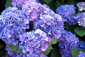 Bright Violet Hydrangea Flowers Wallpaper