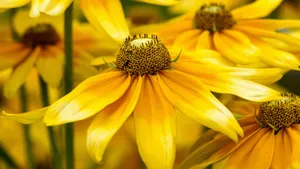 Bright Yellow Blooms Of Black Eyed Susan Wallpaper