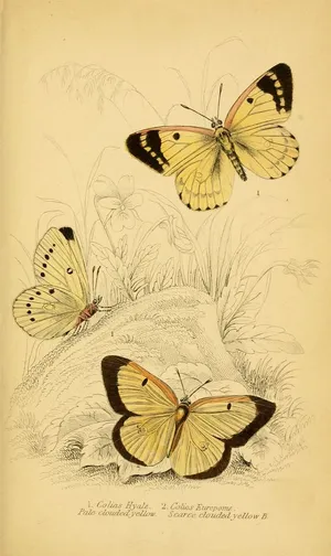 Bright Yellow Butterflies Take Flight Wallpaper