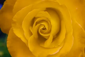 Bright Yellow-colored Beautiful Rose Hd Wallpaper