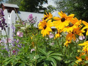 Bright Yellow Coneflower Blooming In A Garden Wallpaper