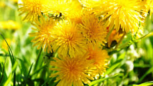 Bright Yellow Dandelion Flowers Wallpaper