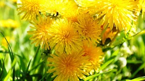 Bright Yellow Dandelion Flowers Wallpaper
