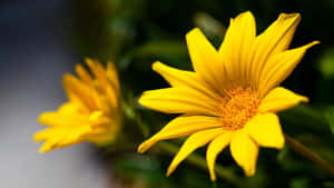 Bright Yellow Floral Bloom Wallpaper