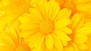 Bright Yellow Floral Closeup Wallpaper