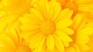 Bright Yellow Floral Closeup Wallpaper