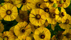 Bright Yellow Floral Cluster Wallpaper