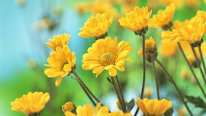 Bright Yellow Flowers Laptop Wallpaper