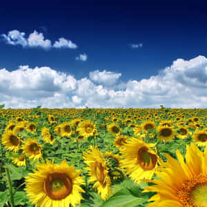 Bright Yellow Summer Bloom Wallpaper