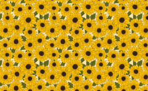 Bright Yellow Sunflower In Full Bloom Wallpaper