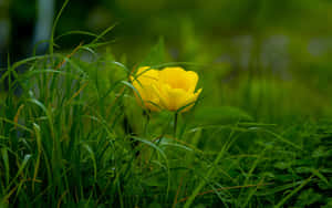 Bright Yellow Tulips In Full Bloom Wallpaper