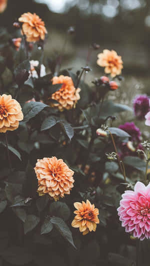Brighten Up Your Day With A Floral Aesthetic Iphone Wallpaper