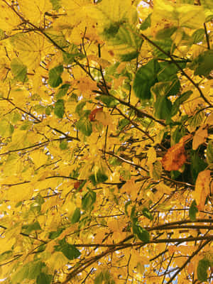 Brighten Up Your Day With A Pretty Yellow Blossom Wallpaper