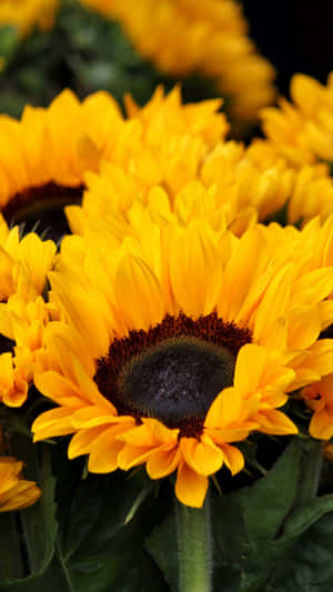 Brighten Up Your Day With A Sunflower Phone! Wallpaper