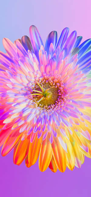 Brighten Up Your Day With This Beautiful Rainbow Flower Iphone Wallpaper! Wallpaper