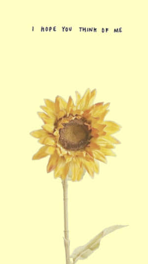 Brighten Up Your Day With This Beautiful Sunflower Aesthetic Iphone Wallpaper Wallpaper