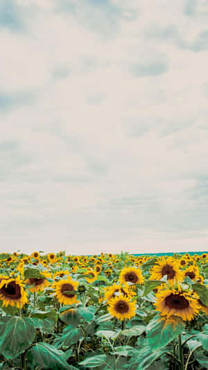 Brighten Your Day With This Sunshine-inspired Sunflower Aesthetic Iphone Wallpaper Wallpaper