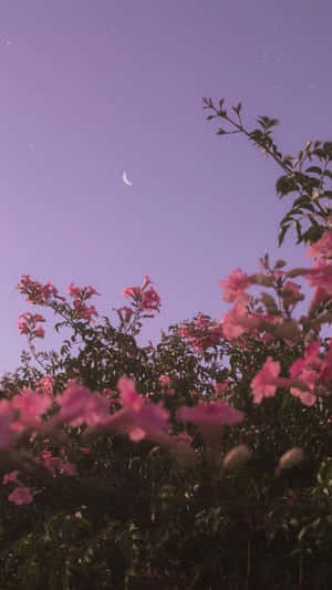 Brighter Days Ahead With This Beautiful Floral Aesthetic Iphone! Wallpaper