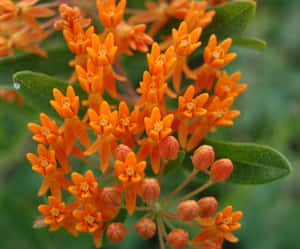 Brightly-colored Butterfly Weed Blooms In The Summer Sun Wallpaper