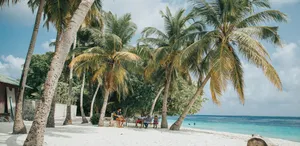 Brightly Colored Flowers In The Afternoon Wallpaper