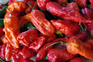 Brightly Colored Ghost Pepper Wraps Wallpaper