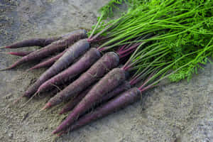 Brightly Colored Purple Carrots Wallpaper