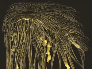 Brightly Lit Pathway Through Nature Wallpaper