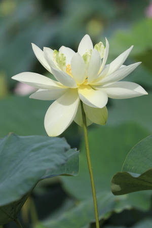 Brilliant White Lily Wallpaper