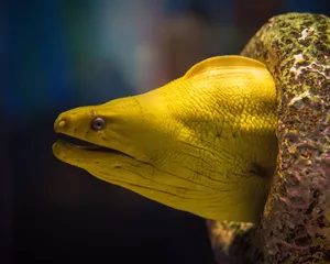 Brilliant Yellow Moray Eel In Close View Wallpaper