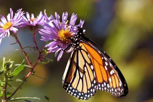 Bring Life And Beauty To Your Garden Wallpaper