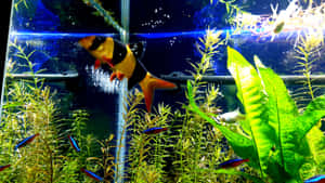 Bring Life To Your Home With An Aquarium Fish Tank Wallpaper