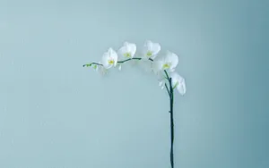 Bring Nature And Technology Together With This Minimalist Flower Computer. Wallpaper