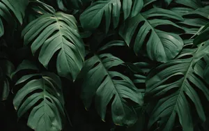 Bring Nature To Your Desktop With This Elegant Plant Aesthetic Wallpaper