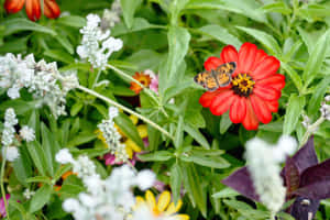 Bring Some Butterflies To Your Garden With Butterfly- Specialised Plants!