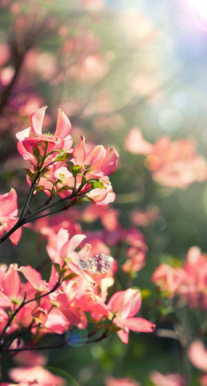 Bring The Energy Of Spring With This Beautiful Flower Iphone Wallpaper! Wallpaper