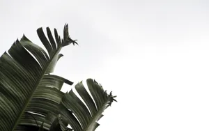 Bring The Outdoor Beauty Inside With This Soothing Plant Aesthetic Desktop Wallpaper. Wallpaper