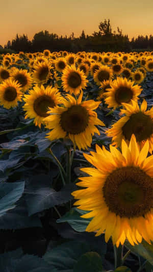 Bring The Sunshine Inside With This Beautiful Sunflower Wallpapaer For Your Iphone. Wallpaper