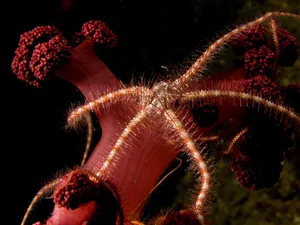 Brittle Star In Its Captivation Habitat. Wallpaper