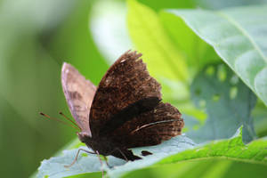 Brown Aesthetic Butterfly Wallpaper