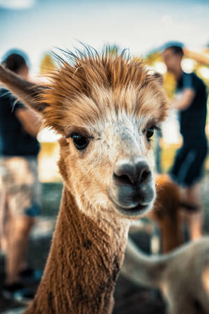 Brown Alpaca Close-up Wallpaper