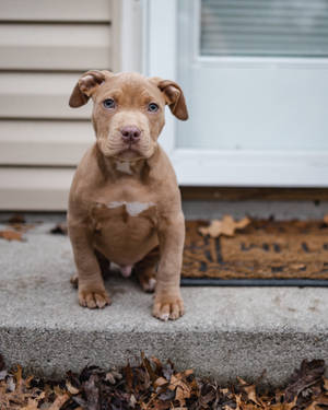 Brown American Pitbull Terrier Puppy Wallpaper