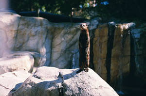 Brown And Black Animal On Gray Rock Wallpaper