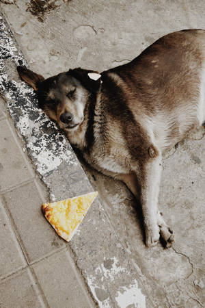 Brown And White Short Coated Dog Lying On Gray Concrete Floor Wallpaper