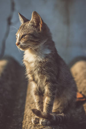 Brown And White Short Fur Cat Wallpaper