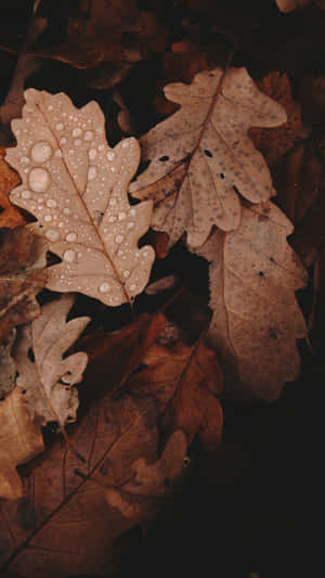 Brown Autumn Scenery In The Forest Wallpaper